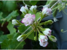 Apple Blossom Rosebud