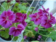 PAC Flower Fairy Violet