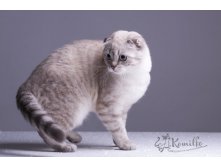 Кошка Баскова Фото Порода