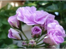 PAC Lilac Rose 1.JPG