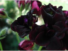 Royal Black Rose 3.JPG