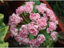 Swanland Pink (Australien Pink Rosebud) (2).JPG