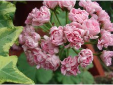 Swanland Pink (Australien Pink Rosebud).JPG