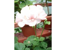 Highfield's Attracta.JPG