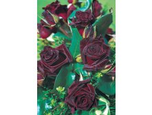 Black Baccara - 8.91