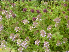 Чабер фото растения крупным планом листья