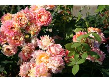 Rose des Cisterciens -9,88