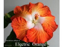 144 - Electric Orange.jpg