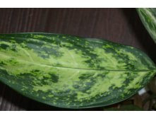  pseudobracteatum 