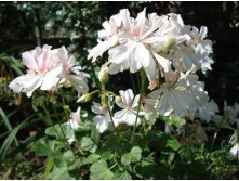 Honeywood Suzanne
