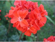 Sussex Gem (Gommer) 