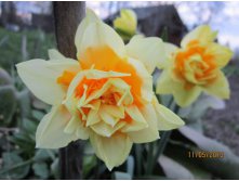 Narcissus tazetta \'Constantinopol\'