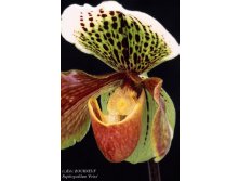 Paphiopedilum-_Prins_.jpg