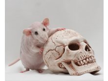 Star Rat Kindiy