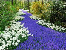 Spring Flowers, Keukenhof, Lisse, Netherlands.jpg