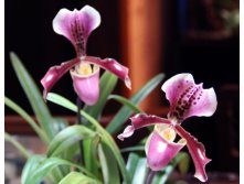 Paph. New Vietenryanum  \\\'River Valley Orchidworks\\\' 