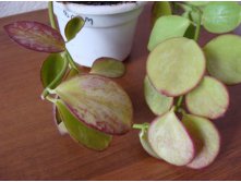 Hoya sp.Biakensis