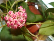 Camphorifolia