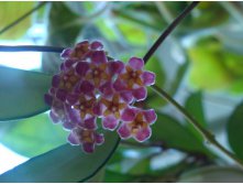 Hoya davidcummingii 