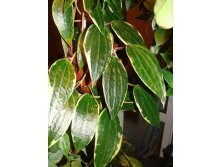 Hoya macrophylla variegata 