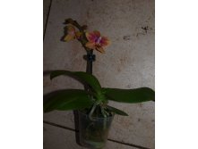 Phalaenopsis Sogo Gotris.JPG