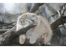 Манульчик