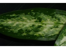  pseudobracteatum 
