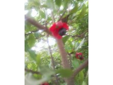 Растение Микки-Мауса