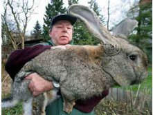 1292836443_giant-rabbit2.jpg