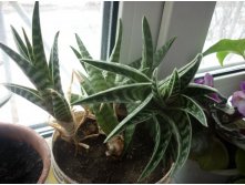   (Aloe variegata), (   )  