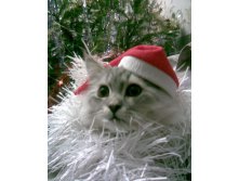 Символ Нового 2011 Года!