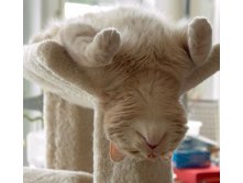 66_cats_25623.jpg