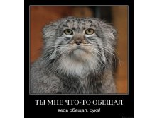 i8ubbxhviu0h.jpg