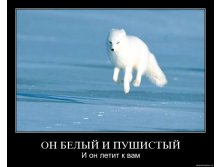 pvan1novap1w.jpg