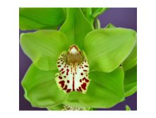 Cymbidium-Orchids-Green-Burgundy-Lip-Fern-Hill-350.jpg