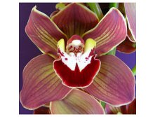 Novelty-Cymbidium-Orchids-Lime-Yellow-Burgundy-Chocolate-350.jpg