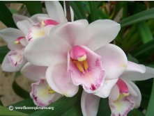 white-and-pink-cymbidium.jpg