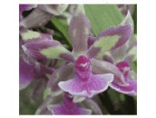 Zygopetalum Rhein Blue Angel.jpg