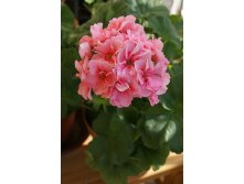 Santa Maria Centennial.jpeg