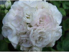 Kronprincesse Mary.JPG