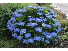 5713573.Hydrangea_m._Blaumeise_2-02.jpg