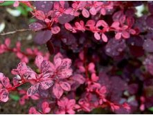 5713543.Berberis_thunbergii_Harlequin_2-21.jpg