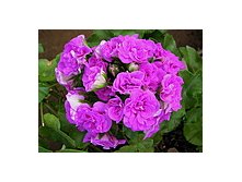 Mauve Beauty.jpg
