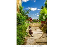 stock-photo-two-cats-in-ancient-garden-141592204.jpg