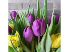 tulip-mix-23-500x500.jpg