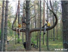 тирезубец