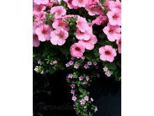 Ramblin Peach Glo  Bacopa Scopia Great Pink Beauty.jpg