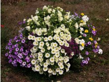 Tumbelina Susanna ( ,  ) + Surfinia Table Yellow + Calibrachoa Aloha Blue Sky +  Clear Cristall (White, Lavender Shades  Purple).jpg