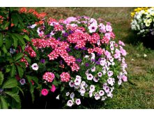 Verbena Empress Strawberry Charme +  Shock Wave Pink Vein +  Imagination +  Explorer Pink.jpg