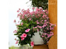  Cora Cascade Strawberry +  Diamonte Lavender Pink + Bacopa Scopia Great Pink Beauty.jpg